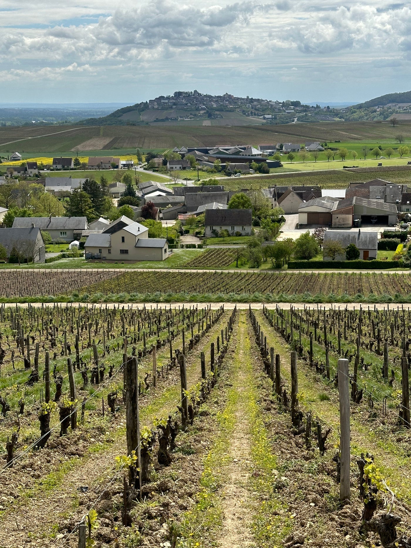 Sauvignon Blanc