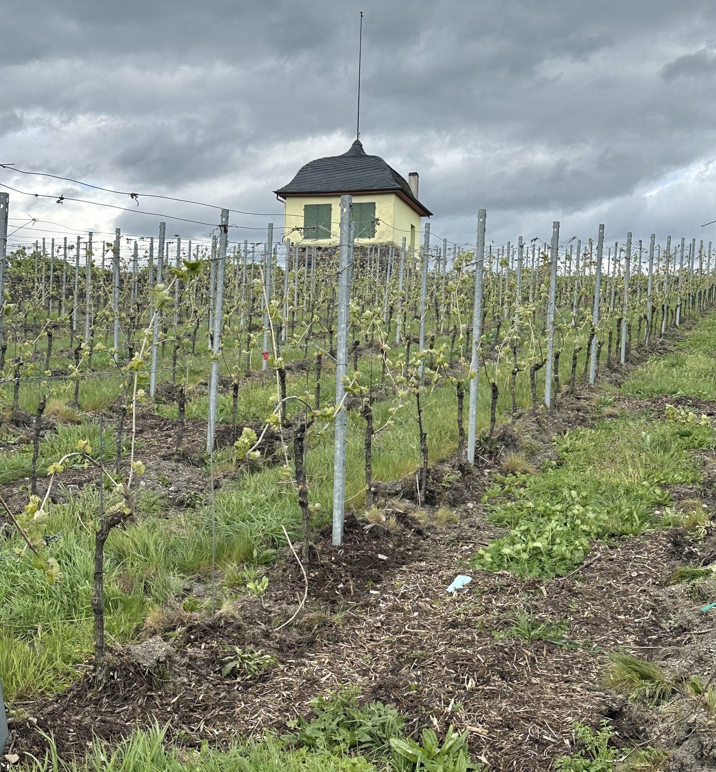 Riesling